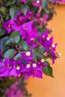 Casco Antiguo, Seville, Andalusia, Spain. Purple flowers growing on an orange stucco wall. Art Print